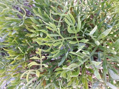 Flora ScreensaverءFlora Screensaver(ֲ) v1.0 ٷʽ